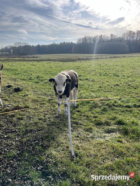 Sprzedam byczki Nowinka