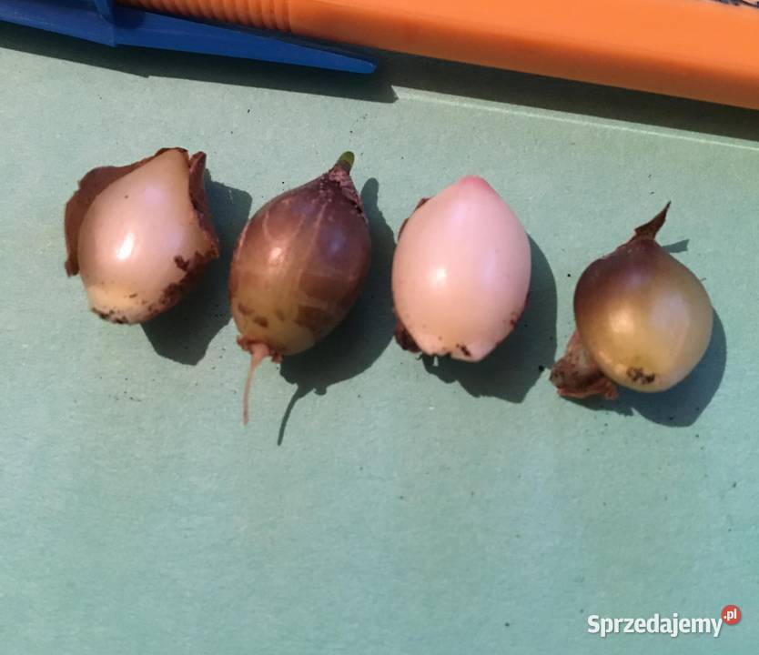 Walota speciosa Warszawa