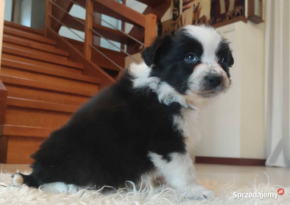 Rasowa suczka BORDER COLLIE z Hodowli pełną dok Kraków