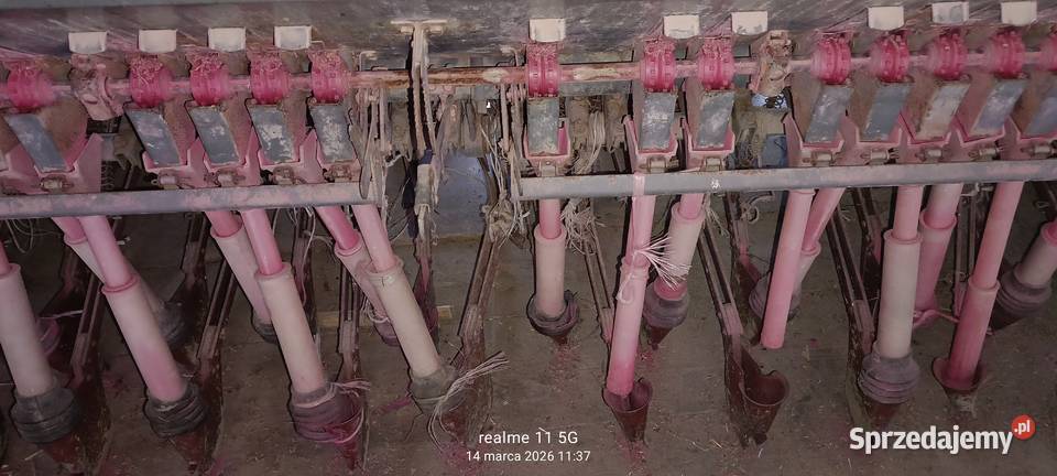 siewnik Poznaniak Giełczew