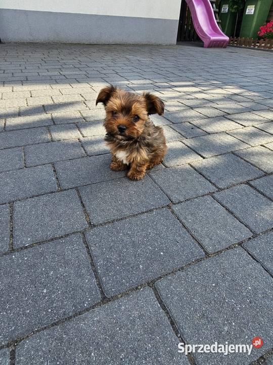 York terrier chłopczyk York Chróścin sprzedam