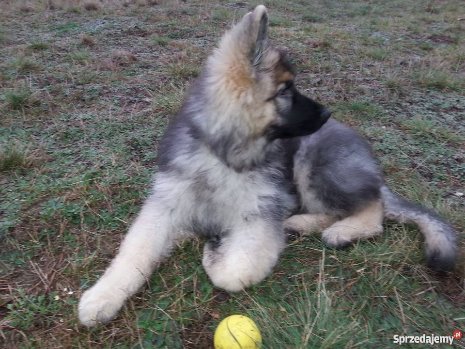 Piękny owczarek niemiecki dlugowlosy Zgierz