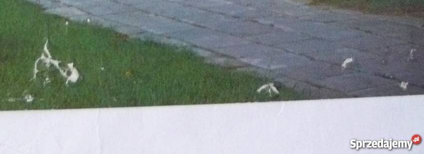 POCZTÓWKA POMORZE ZACH KOŁOBRZEG KAMIENICZKI Koszalin