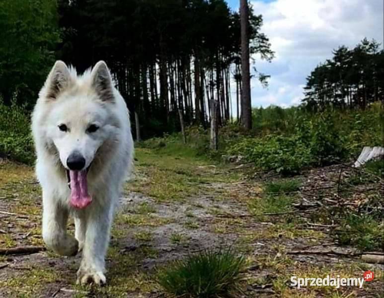 Owczarek Szwajcarski długowlosy Mogilno
