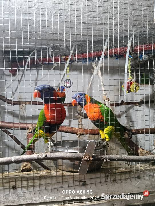 Lorysa 2025 listopad Rybnik