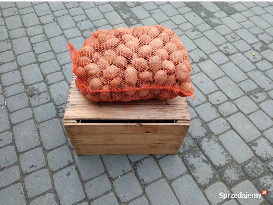 Ziemniaki sortowane świeżo zbiorze