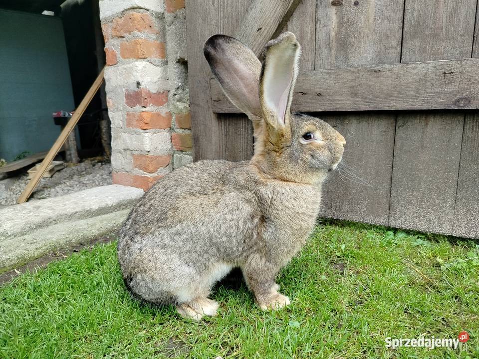 Królik olbrzym belgijski Kumelsk