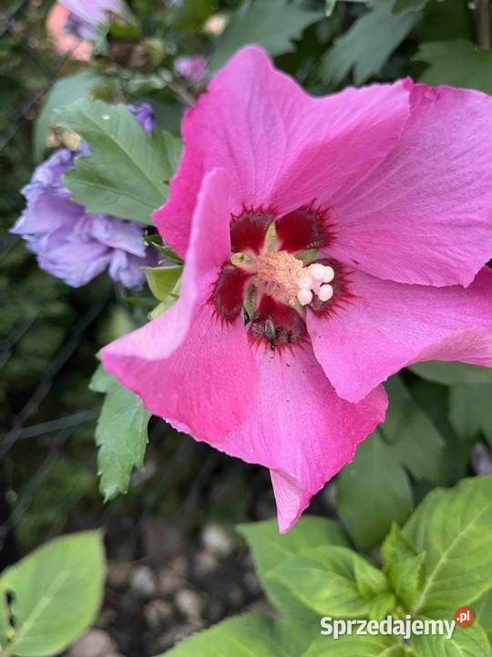 Sprzedam sadzonki hibiskusa Puławy