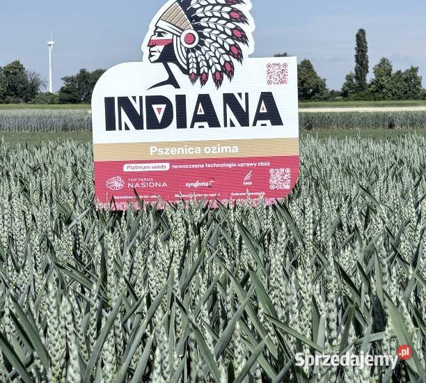 Pszenica INDIANA NOWOŚĆ nasiona Top Farms w Kalisz