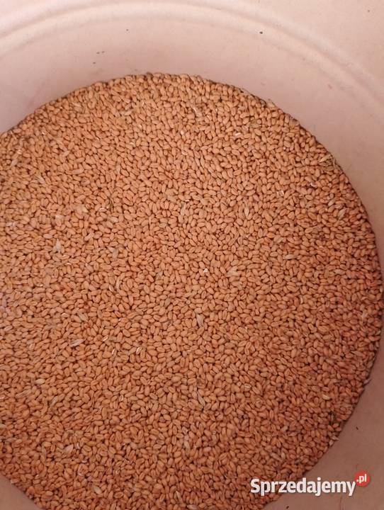 Pszenica ozima odmiana LOKATA Zboża lubelskie Palikije Pierwsze sprzedam