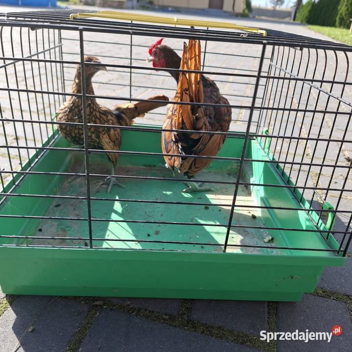 Sebrytki Ostrów Wielkopolski