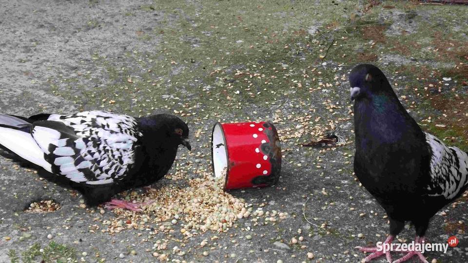 sprzedam gołębie Podborze sprzedam