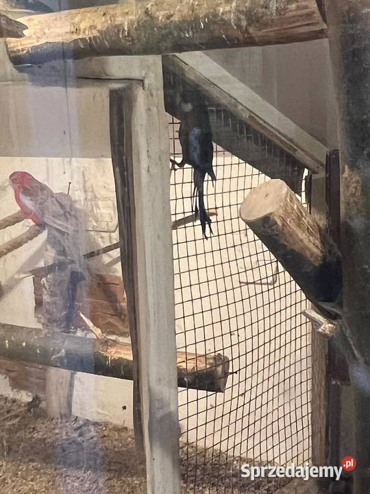 Rozella białolica Rzgów sprzedam