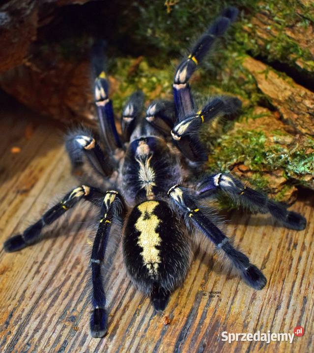 Ptaszniki Poecilotheria metallica L1 3sztuki Głogoczów
