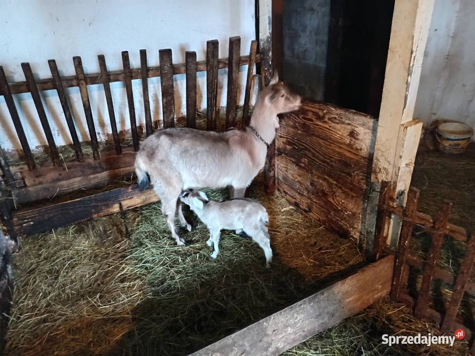 Sprzedam kozę dojną z małą kuzką Iwonicz-Zdrój sprzedam