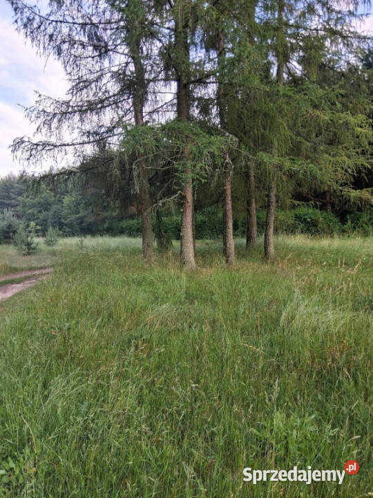 Działka budowlana lesie na sprzedaż 800m2 12 Kranów sprzedam