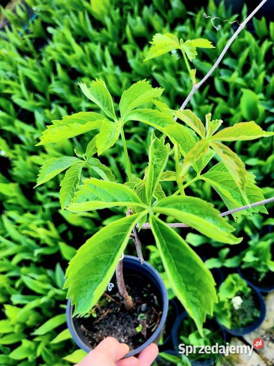 Winobluszcz pięciolistkowy murorum Brzeziniec