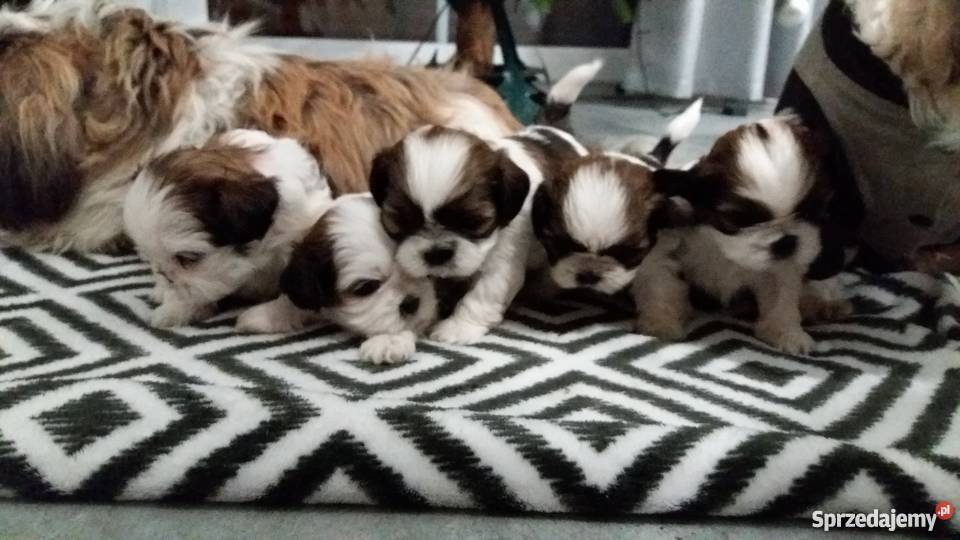 Shih Tzu szczenieta metryka mikrochip książeczka Włodary