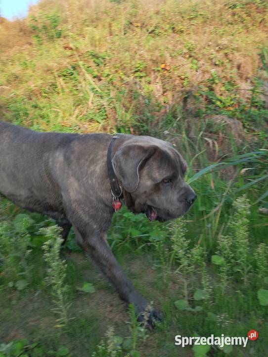 Cane Corso piękny pies Śmigiel