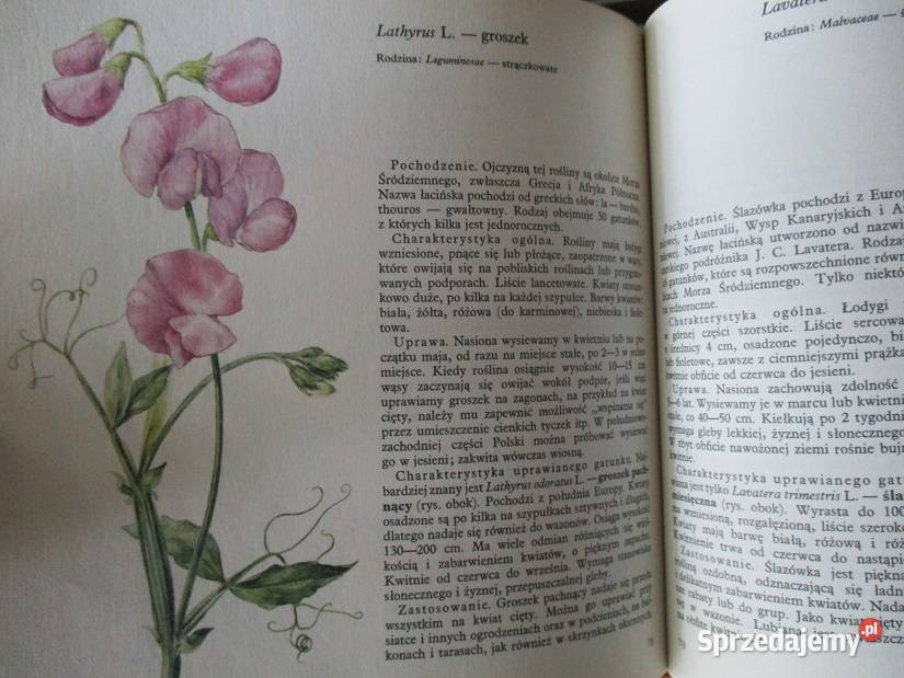 Rośliny skalne Kwiaty letnie Grzyby przyroda Łódź