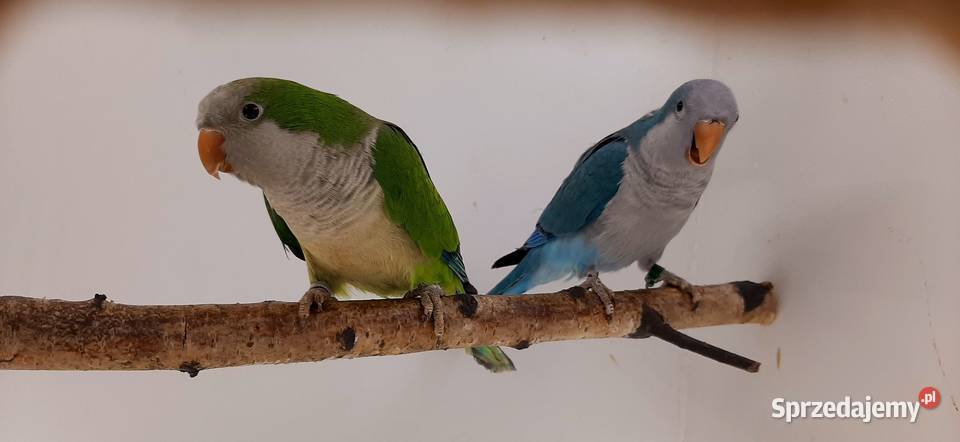 stado mnichy nizinee śląskie Chudów