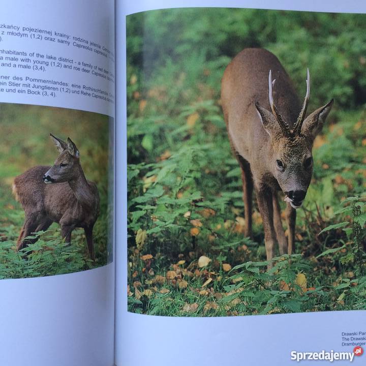 1085 Pomorze Zachodnie Szczecin