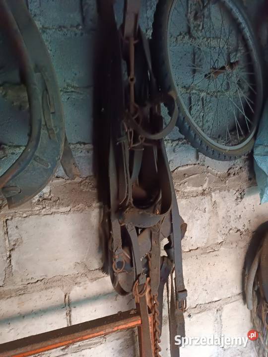 Chomonto i lejce Kielce