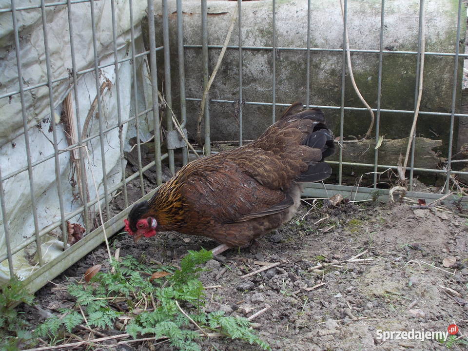 Kury miniaturki 2 kurki kuropatwiane