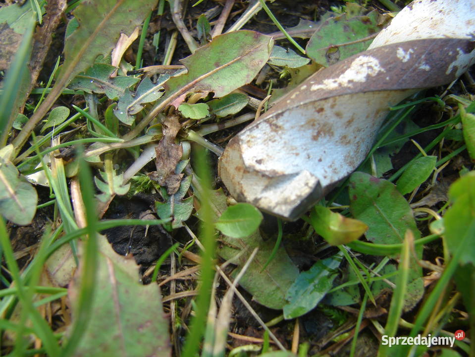 Zestaw wiertło profesjonalne do kamienia betonu pomorskie