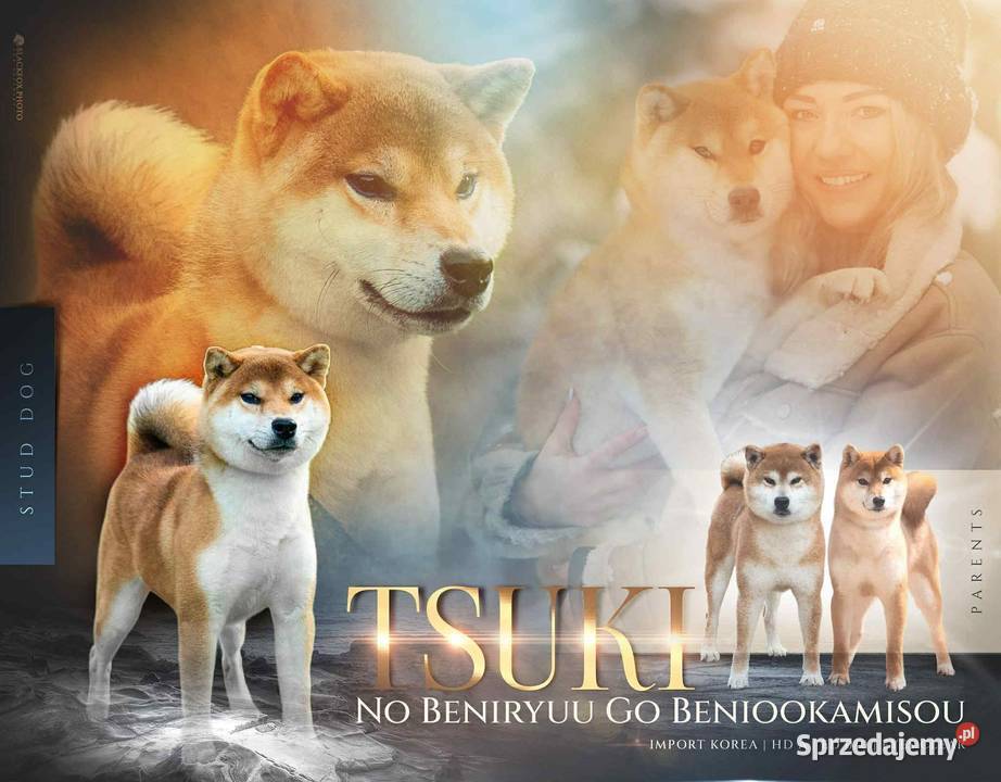 Czerwone suczki Shiba Inu FCI Pozostałe podlaskie Knyszyn