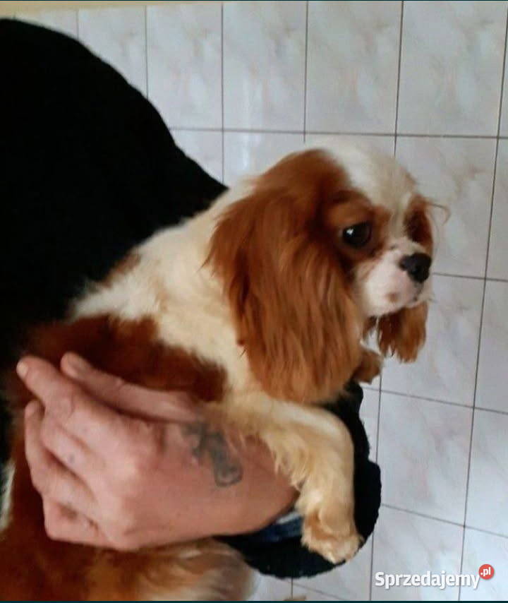 Szczeniak Cavalier Spaniel Cavalier king Cavalier King Charles Spaniel świętokrzyskie Busko-Zdrój