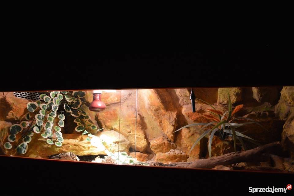 Terrarium 100x40x40 z mieszkańcem wąż zbożowy śląskie Zabrze
