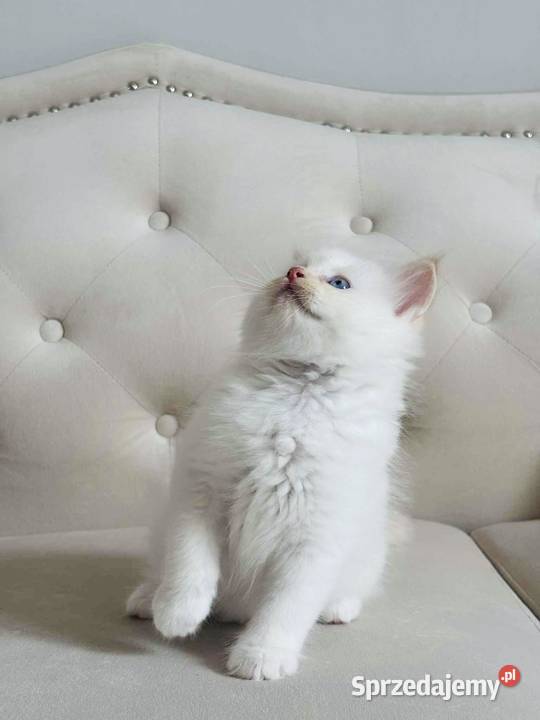 Ragdoll kocurek Gotowy do odbioru FifeFPL Katowice sprzedam