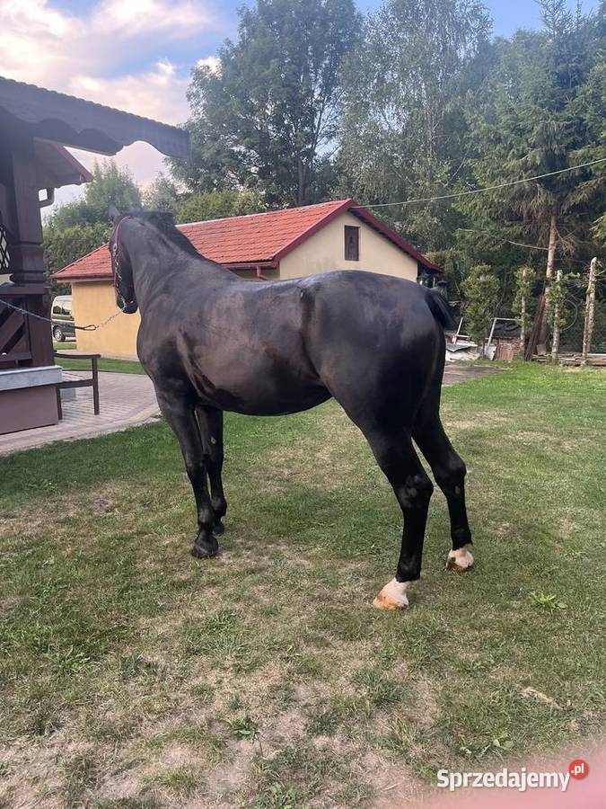 Klacz śląska podkarpackie sprzedam