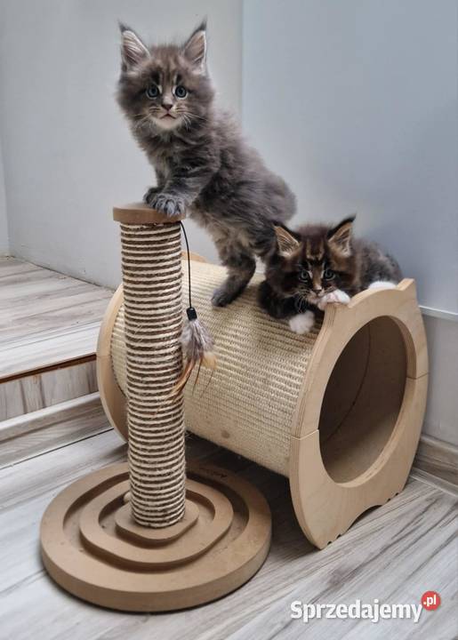 Kocieta Maine Coon dolnośląskie Wrocław