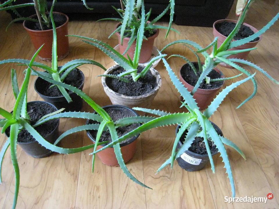 Kwiat doniczkowy Aloes Aloe Vera sadzonki Rośliny