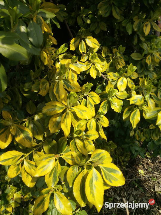 Trzmielina żółto zielona Krzew do ogrodu