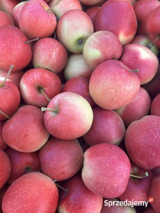Jabłka Gala Must Gołębiów
