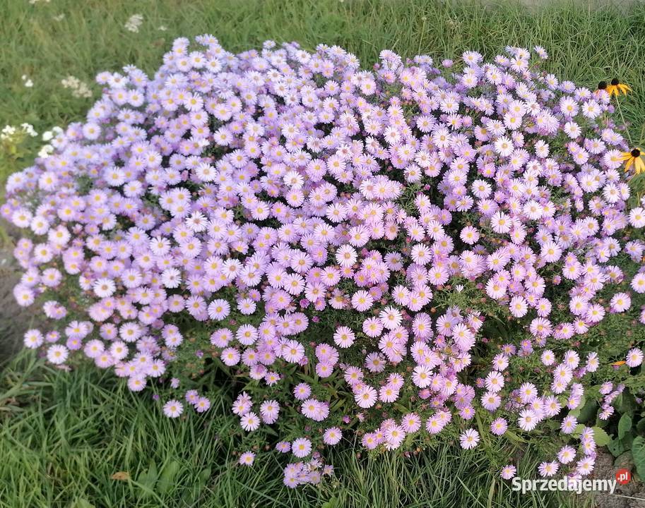 Marcinki jesienne kwiaty mrozoodporne