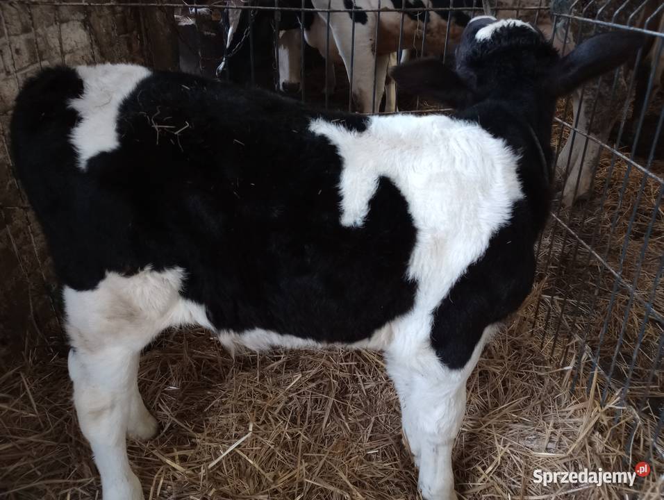 byczek cielak Markuszów