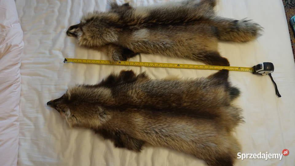 Jenot dwie piękne skóry Warszawa