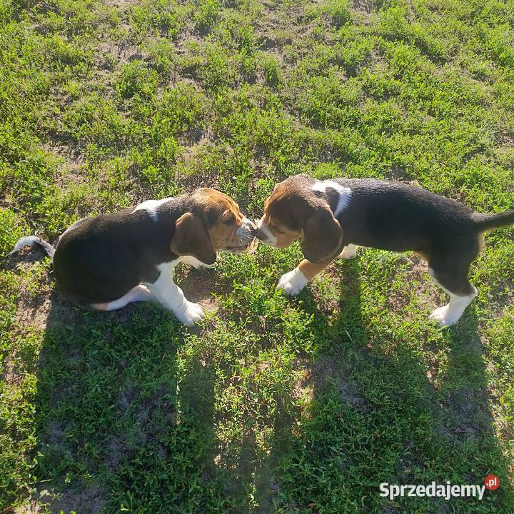 Szczeniaki beagle tricolor mazowieckie Radom