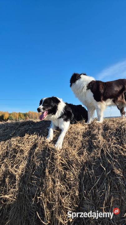 5 letni samiec border collie wykastrowany Zamość