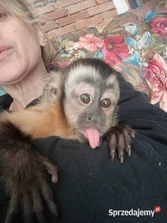 Małpka Kapucynka czubata dziewczynka Pruszcz Gdański sprzedam