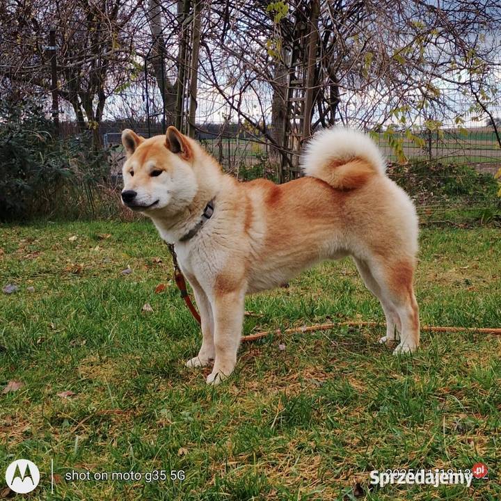 Shiba Inu czerwony przemiły piesek Bychawka Trzecia