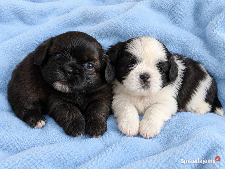 Szczenięta shih tzu z genem blue Shih Tzu Zawiercie
