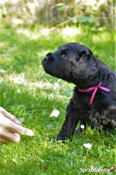 Czarny Terier szczeniaki ZKWPFCI Szczecin