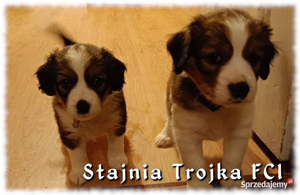 Do adopcji urocze szczeniaki rasy Kooikerhondje Pozostałe Zaświatycze