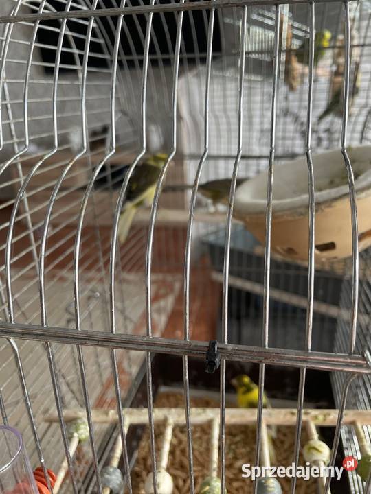 Sprzedam kanarki Grzybnica sprzedam