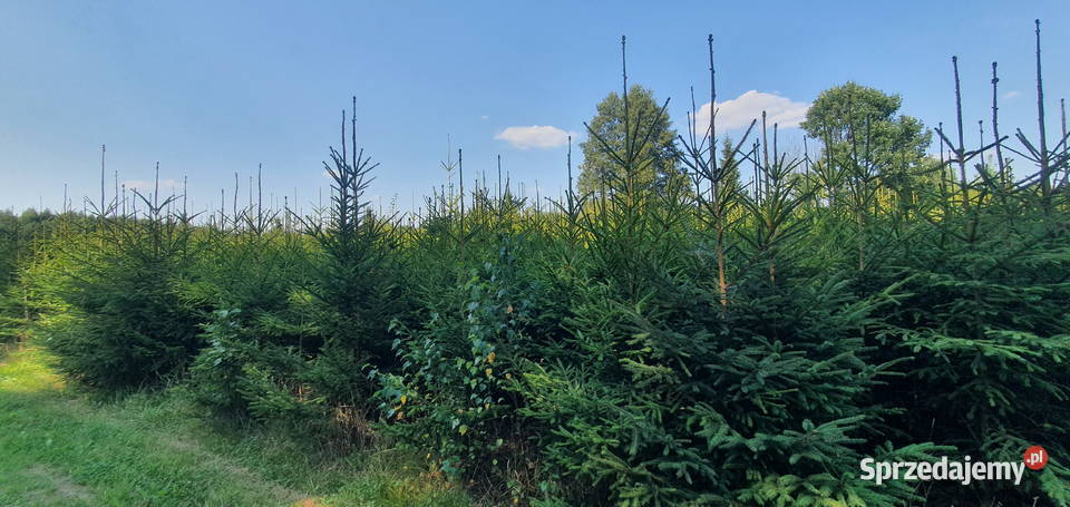 Świerk pospolity Duże drzewa na nasadzenia Wisznice